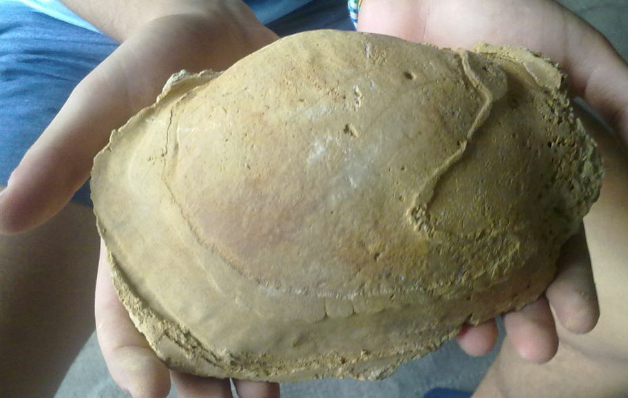 Dubbio determinazione Panopea